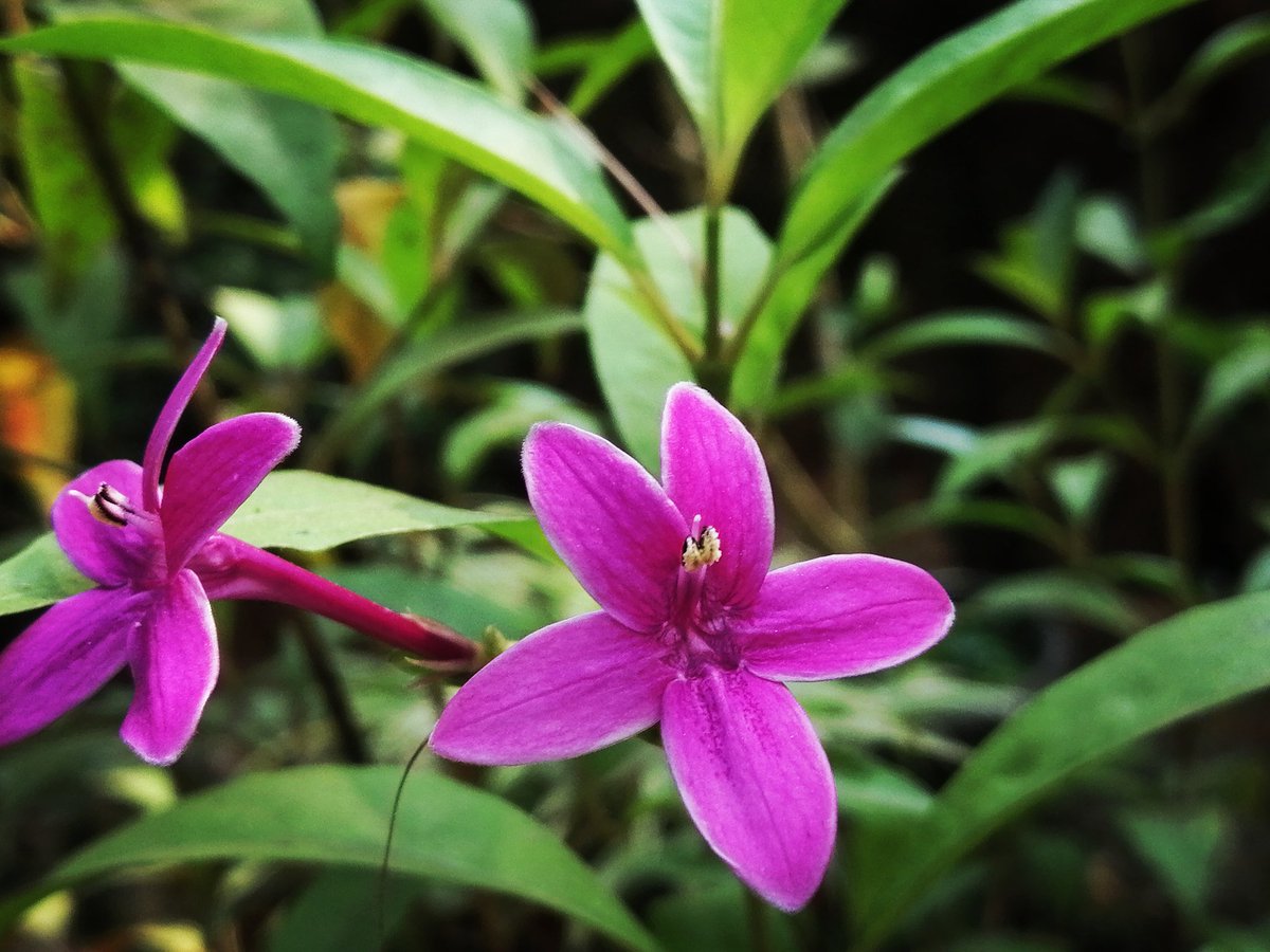 🧘‍♀️ on Twitter: "🌸🌸🌸🌸"