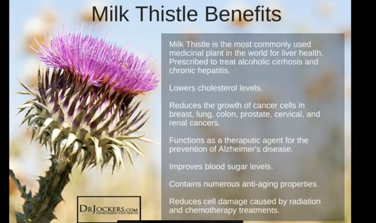 MilkThistle 🌱 
Benefits ⬇️ are many