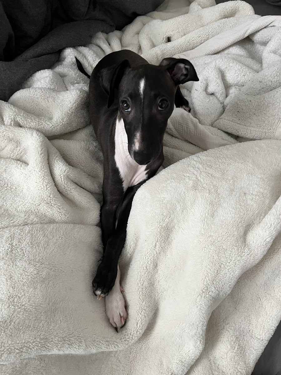 NoMandySky's tweet photo. Tell me how a puppy can be an absolute terror but then give you this look https://t.co/jy53nZFt92