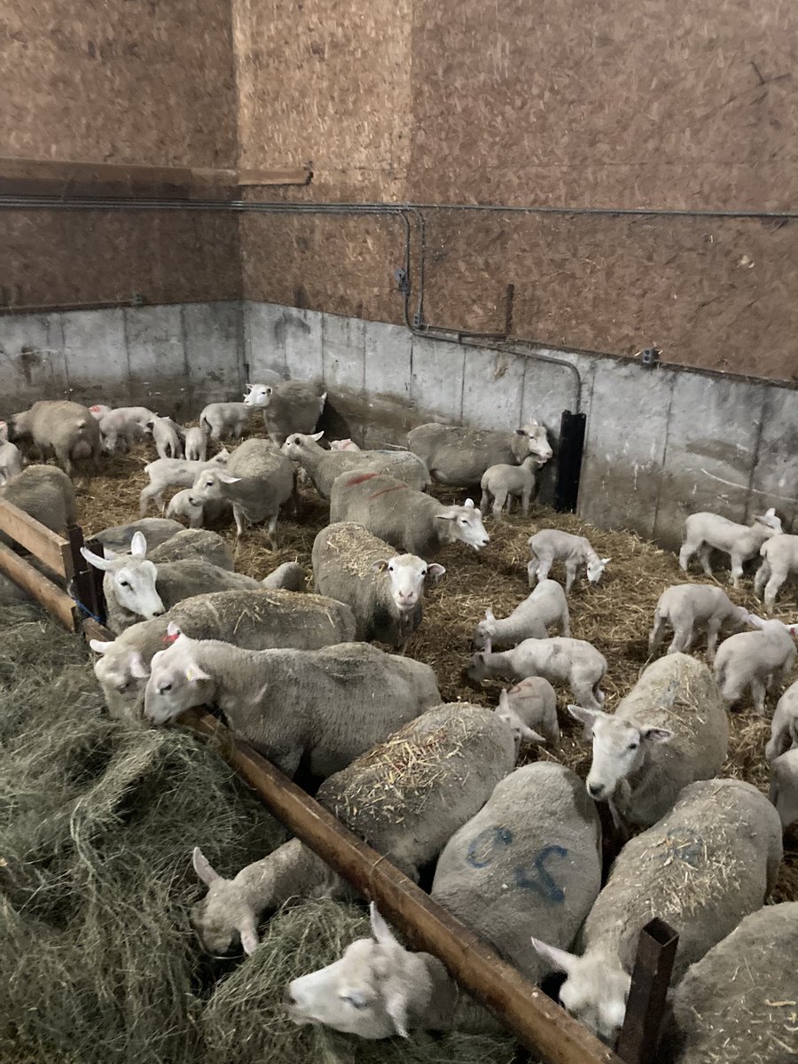 Thomas Lennox tweet media