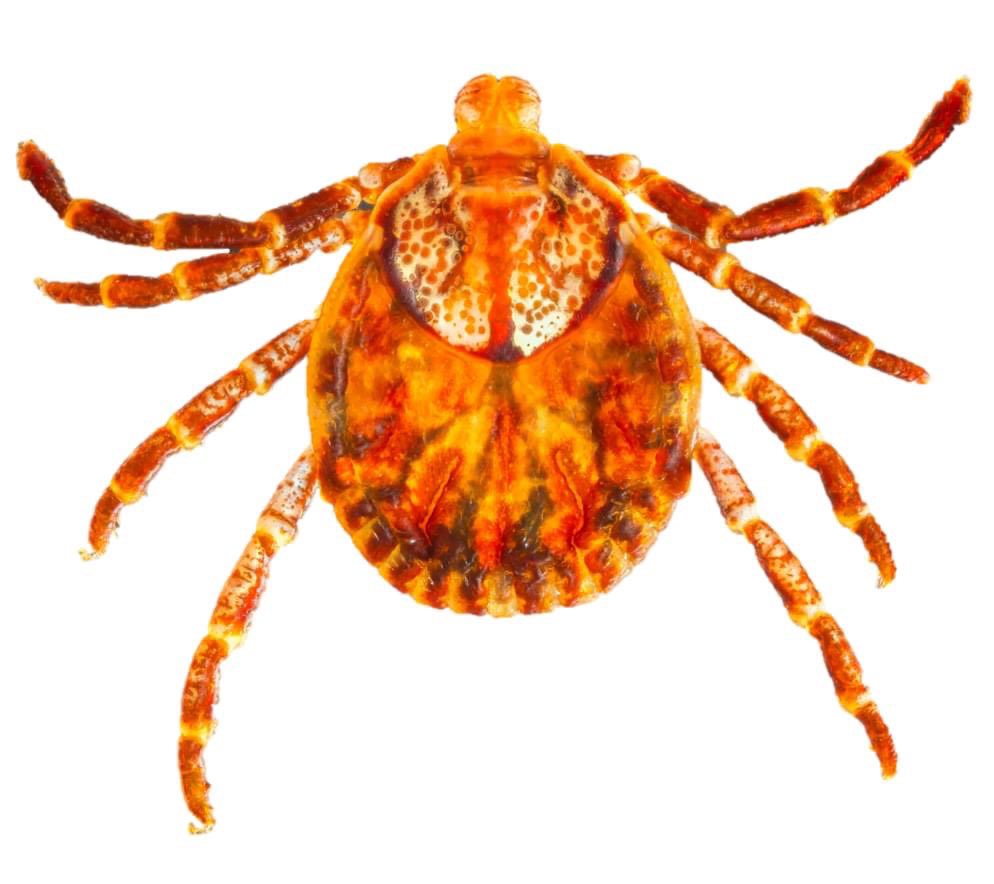 The gilded boar tick (Dermacentor auratus) is one of my favorites - and a real public health problem in #Singapore! We sometimes find the nymphs embedded in peoples ears! Certainly a species to be aware of next time you’re visiting SE Asia!

#tick #Dermacentor #tickbite