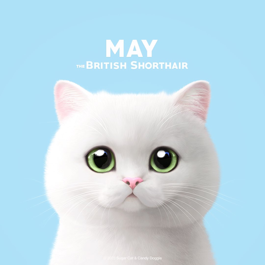 안녕, 메이라고 해! 5월의 따스한 햇살을 머금은 토실한 볼살을 꾹 눌러보고 싶으면 말해줘😆 마음이 편안해지고 기분 좋아질 거야! 
메이의 귀여운 매력을 담은 초상화를 만나보세요🐱
_
Meet this portrait of May's cute charm right now🐱

May the British shorthair
ⓒ Sugar Cat &amp; Candy Doggie