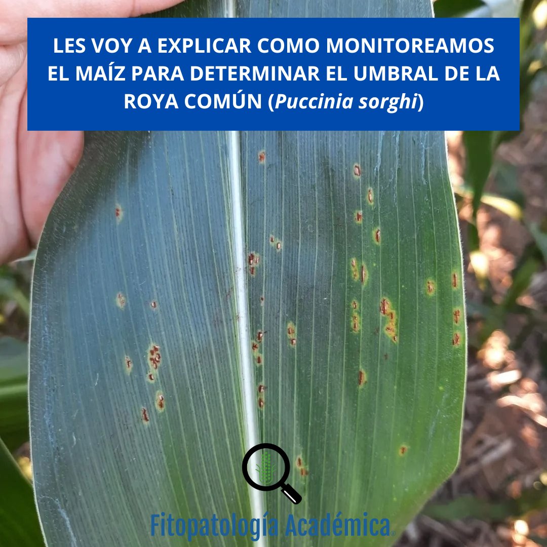 ¿Cómo determinar el umbral de la roya común para el cultivo de maíz?
Aquí se los explico.
Recuerden que los umbrales pueden sufrir variaciones. No son estáticos.

1 de 9 👇

#maiz #corn #fitopatologia #fitopatologiaacademica #fitosanitarios #fungicidas #roya #puccinia #agro