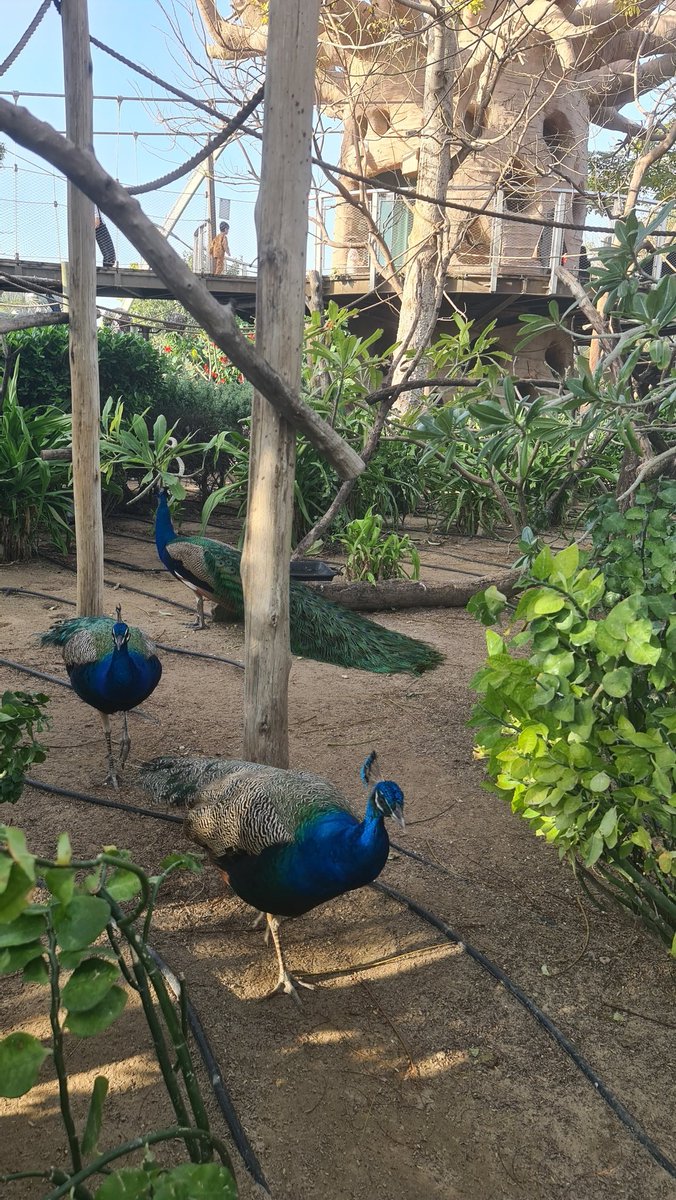 ﴿إِنَّ اللَّهَ وَمَلَائِكَتَهُ يُصَلُّونَ عَلَى النَّبِيِّ ۚ يَا أَيُّهَا الَّذِينَ آمَنُوا صَلُّوا عَلَيْهِ وَسَلِّمُوا تَسْلِيمًا﴾

-اللهم صلِ وسلم على نبينا محمد