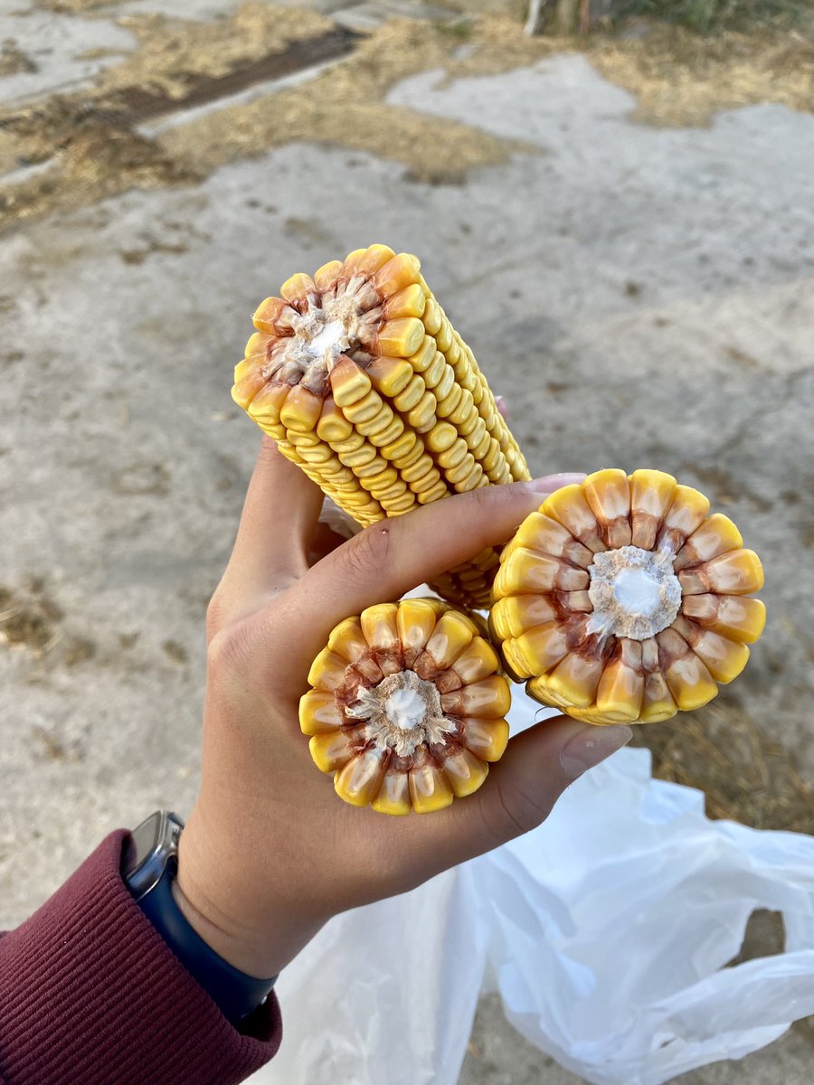 Happy Canadian Ag Day friends, forever feeling so thankful I get to live this life &amp; start my career in a great industry! #CdnAgDay #WomeninAg