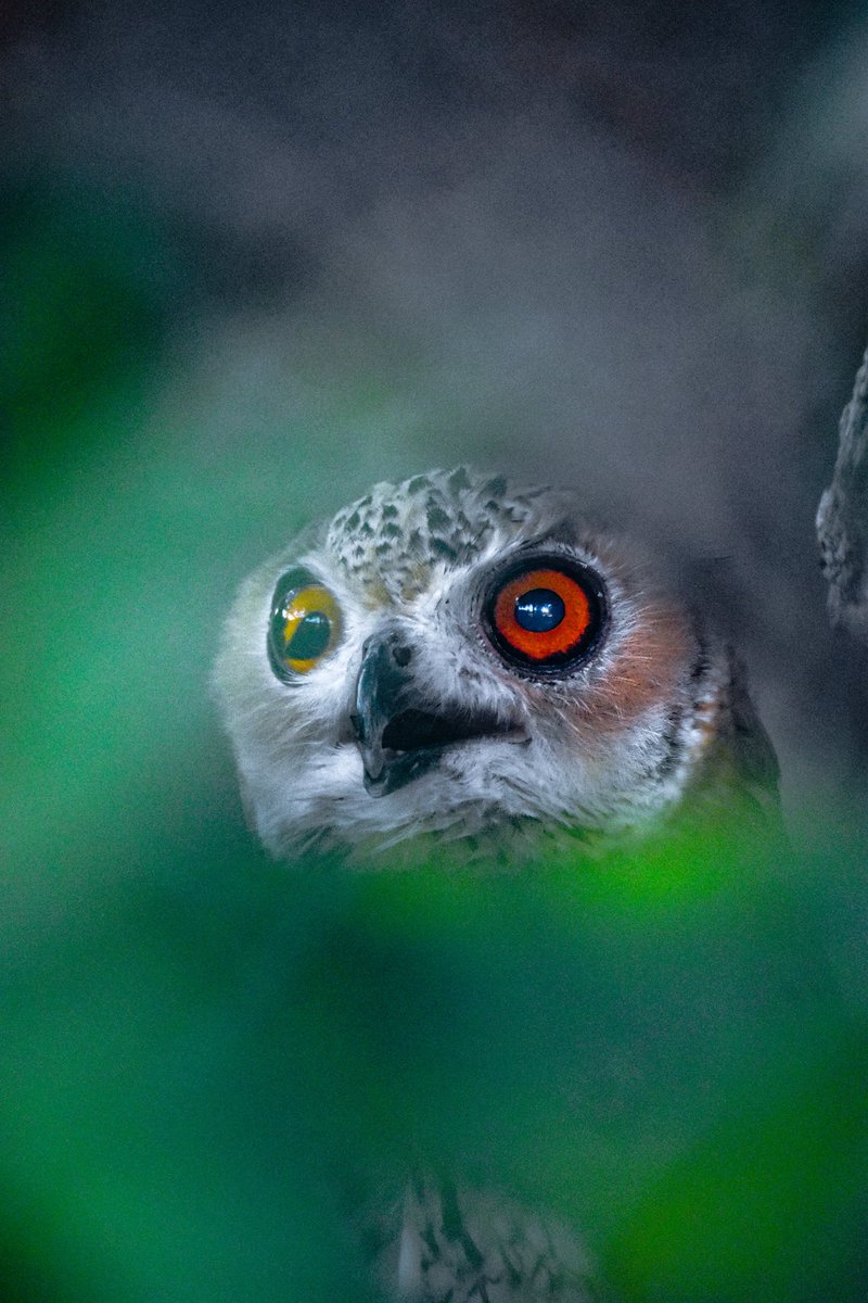 BenshadMubarak's tweet photo. โThe Owls Intense Stareโ
Its eyes are said to be a window into the owl's soul, revealing its wisdom, intelligence, and watchful nature.
@foundation
1/1 Photo
0.1 $ETH
#NFTPhoto #NFT #BlameKato #wildlifephotography #owls #nftOnly #FoundationNFT #KATO
https://t.co/O7HFpOEYuj https://t.co/XsIC5kt1cc