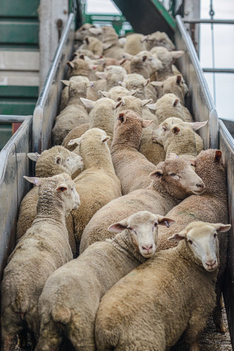 Humane World for Animals Australia tweet media