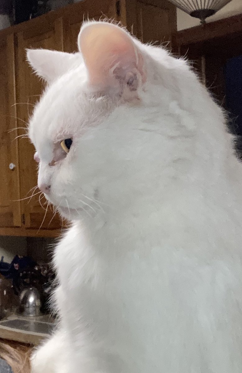 TigsMom ๐จ๐ฆ๐๐ (@general__mel) on Twitter photo 2023-02-16 02:32:01 Itโs my old boyโs 15th (or 77th) birthday today!! Happy Birthday Tazzy!! #CatsOfTwitter #birthdayboy #oldman #birthday Itโs my old boyโs 15th (or 77th) birthday today!! Happy Birthday Tazzy!! #CatsOfTwitter #birthdayboy #oldman #birthday