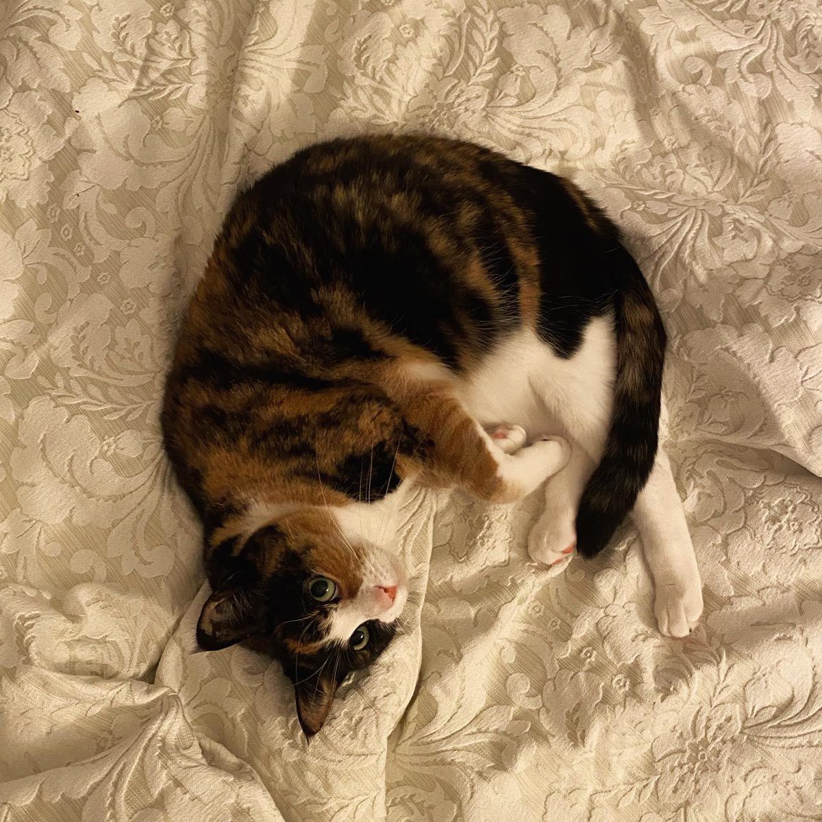 EasyWebThings's tweet image. Want to hear something controversial? 

The office human let me run the social media instead of the office dog…

And I suspect this is because….

Cats are cuter than dogs. 😼🙀

#CatsOfTwitter #OfficeCat