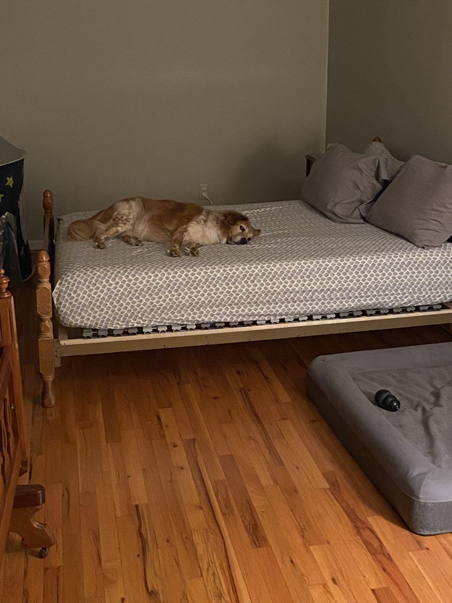 seerchucker's tweet photo. Shep is having a “ruff” time dealing with a three-year old, and a newborn in the house, so he commandeered @cvduggan’s temporary downstairs bed https://t.co/Kzx47No2Ec
