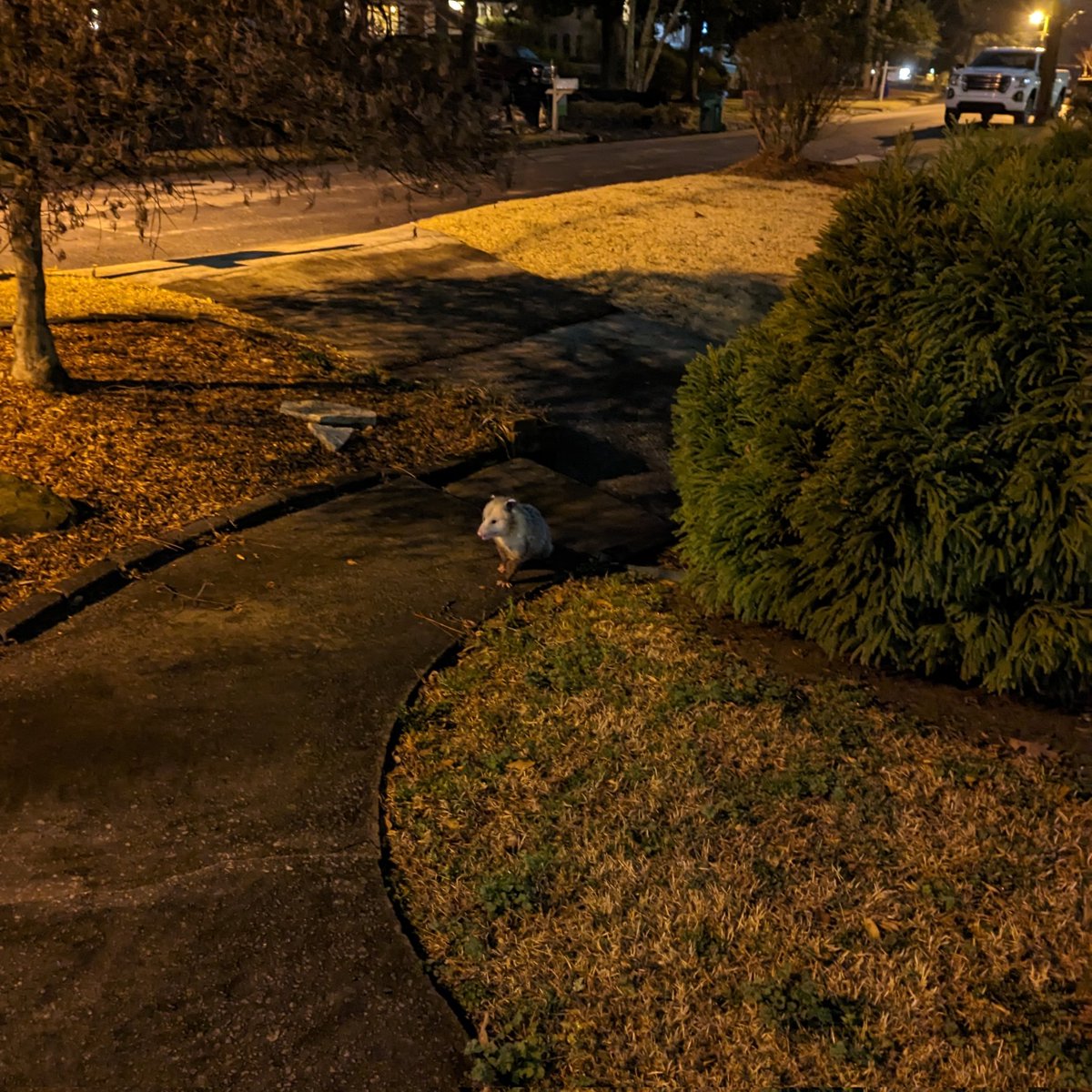 Logan Ward tweet media