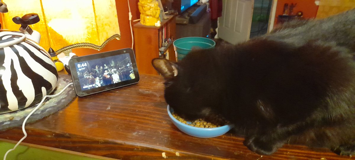 I was taking a nap when I heard voices coming from the living room. I ignored it and went back to sleep but kept waking up hearing something. Finally I got up and went down the hall... Catalie Portman had somehow started playing The Lorax on our kitchen Alexa.The future is weird.