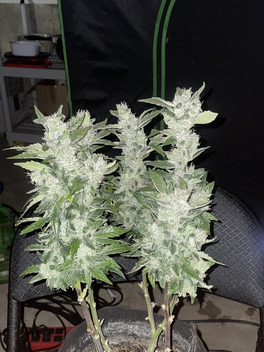 Whats up fam! Check out this small white widow auto week 7 of flower, buds stacking nicely and the aroma will take over a room gotta love it!! #ilovegrowingcannabis #whitewidow #seedtosmoke