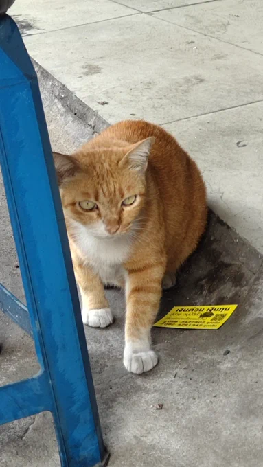 泊まってる宿とチェンマイ生まれの猫 