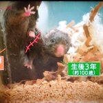 老化は遅らせることしかできない…と思いきや若い個体の血液を取り入れると若返ることが判明⁉