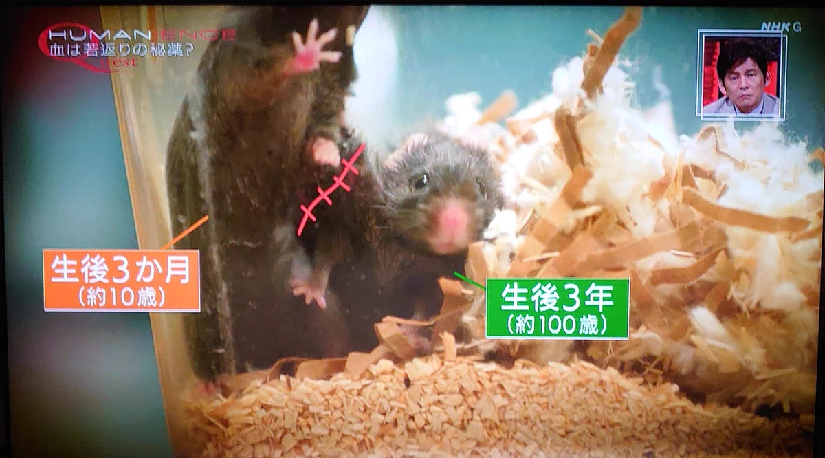 老化は遅らせることしかできない…と思いきや若い個体の血液を取り入れると若返ることが判明⁉