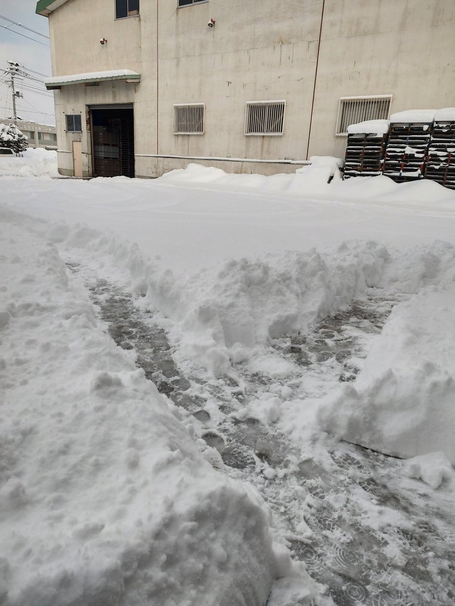 AOMORINGOya's tweet photo. 朝来たら���務所の前が、雪まつりとかの通路っぽくなってた。
分かれ道に立て看板とか立ててみたくなる。

#雪まつり　#嫌いじゃないけど
#そろそろ雪はお腹いっぱい https://t.co/98je4ZOjn8