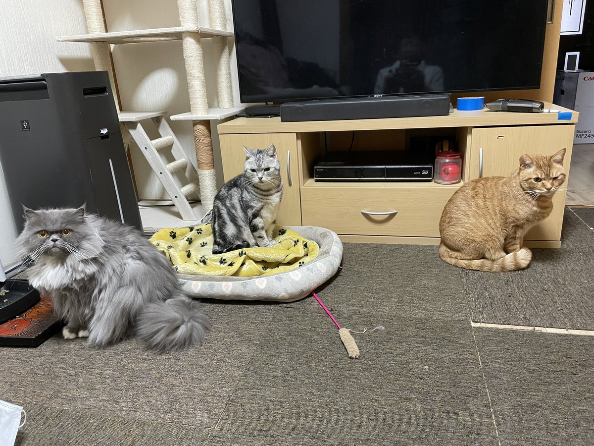 InAoNxLM89S7FGI's tweet photo. 3匹が揃うことがあんま無い🐈‍⬛ https://t.co/pmJHzP6eFW