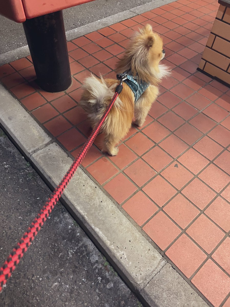 ルンド✴︎ポメラニアン tweet media
