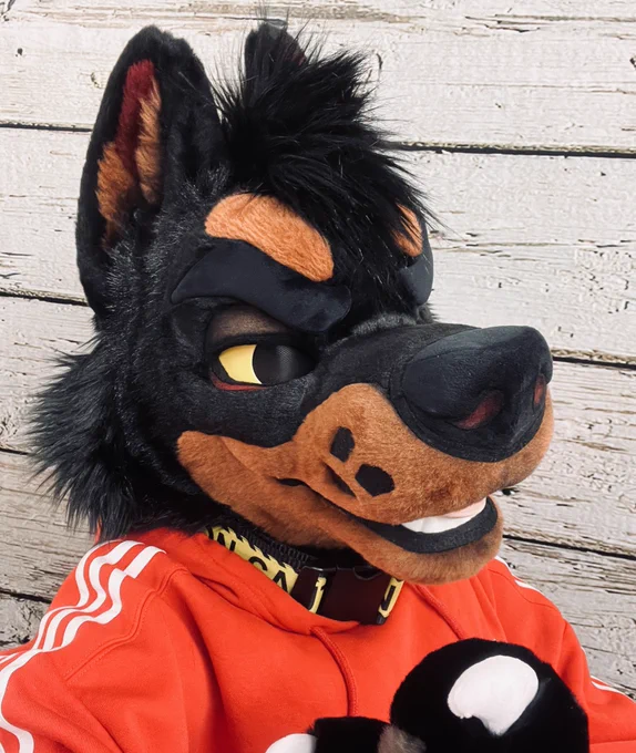 This Beauceron is ready to run around at FurTheMore next month  
