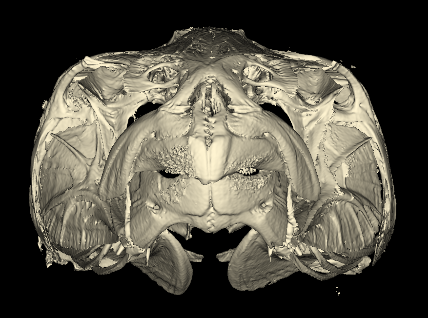 I'm a few days late (and several dollars short!), but here is a #CTscan of Marilyna darwinii, the Darwin toadfish, for #DarwinDay. This small pufferfish is native to the marine and brackish waters of Australia and Papua New Guinea. #TeamFish