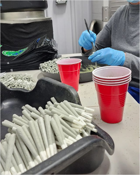 EmeraldThumb's tweet photo. Red solo cup, I fill you up! Pre rolled and folded (not twisted at tip) to keep everything even when you light it up and enjoy everything ETCC has to offer.
#thankyouforsmoking #cones #dank #cannabisindustry https://t.co/UEz0Zr3OGB
