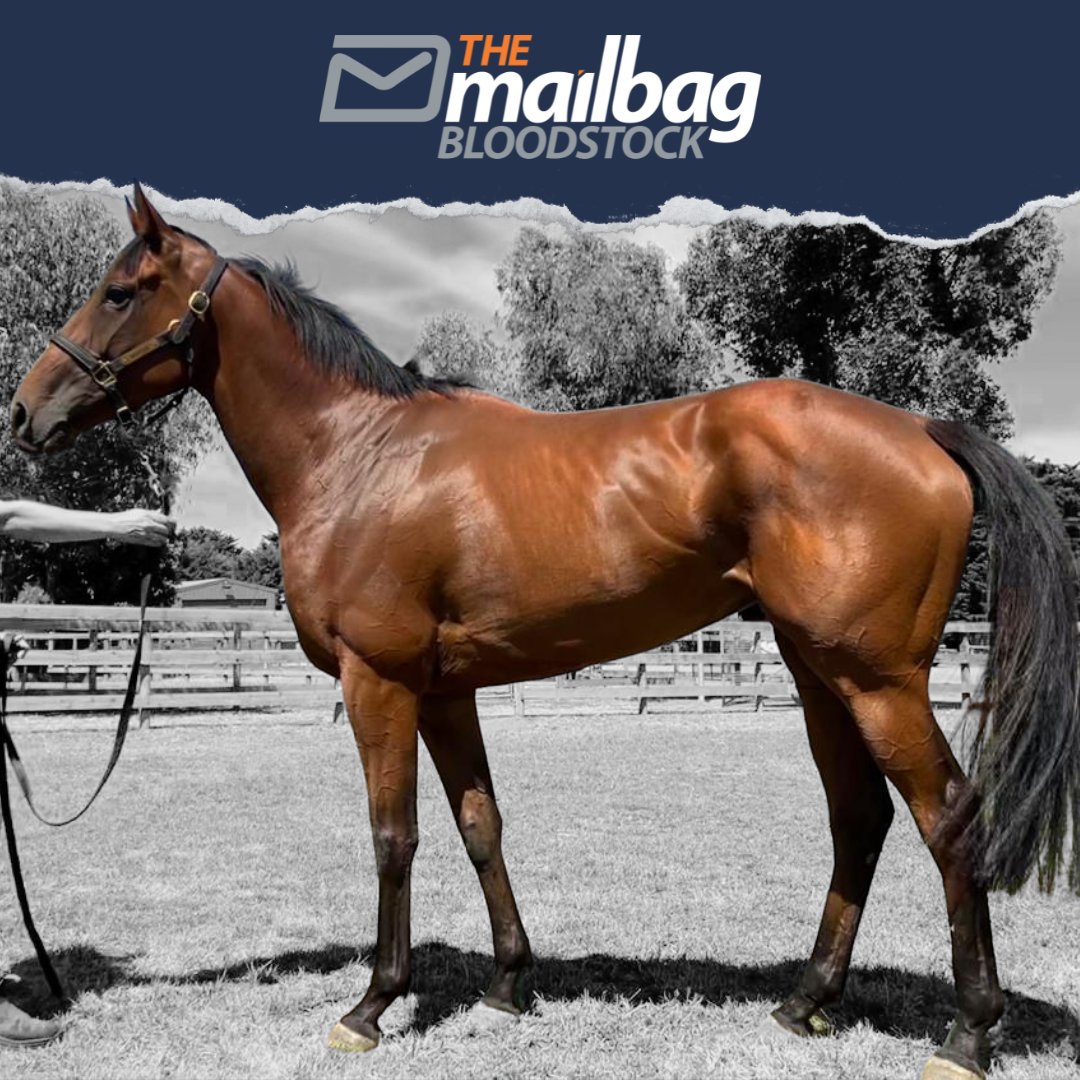 TMBBloodstock's tweet photo. We have #Scapini debuting for her new ownership group tonight @PakenhamRacing 💪

Great to have this filly debuting for us in a $75,000 maiden and we look forward to seeing how she performs against a strong maiden field 🙏 @GavinBedggood 

Good luck to her owners! 🤞 https://t.co/c8eQcPJVlS