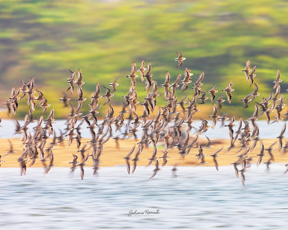 Birds of a feather flock together! 

Flock of Kentish plovers at Pondicherry 🇮🇳

#BirdsInFlight #IndiAves #natgeoindia #BBCWildlifePOTD #TwitterNaturePhotography