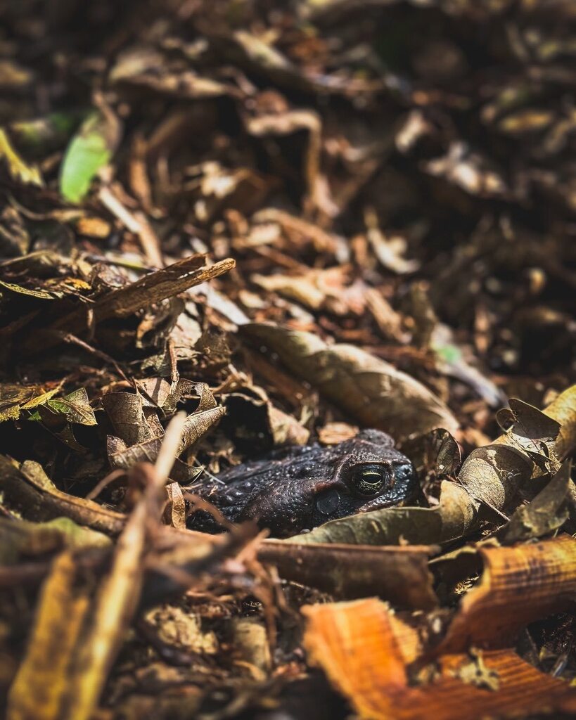 farmeraugusto's tweet photo. 02.15.2023 - Mulch pile resident
#IAlwaysFeelLikeSomebodysWatchingMe https://t.co/t6P1wQd3wa https://t.co/LPFCyGYIAl