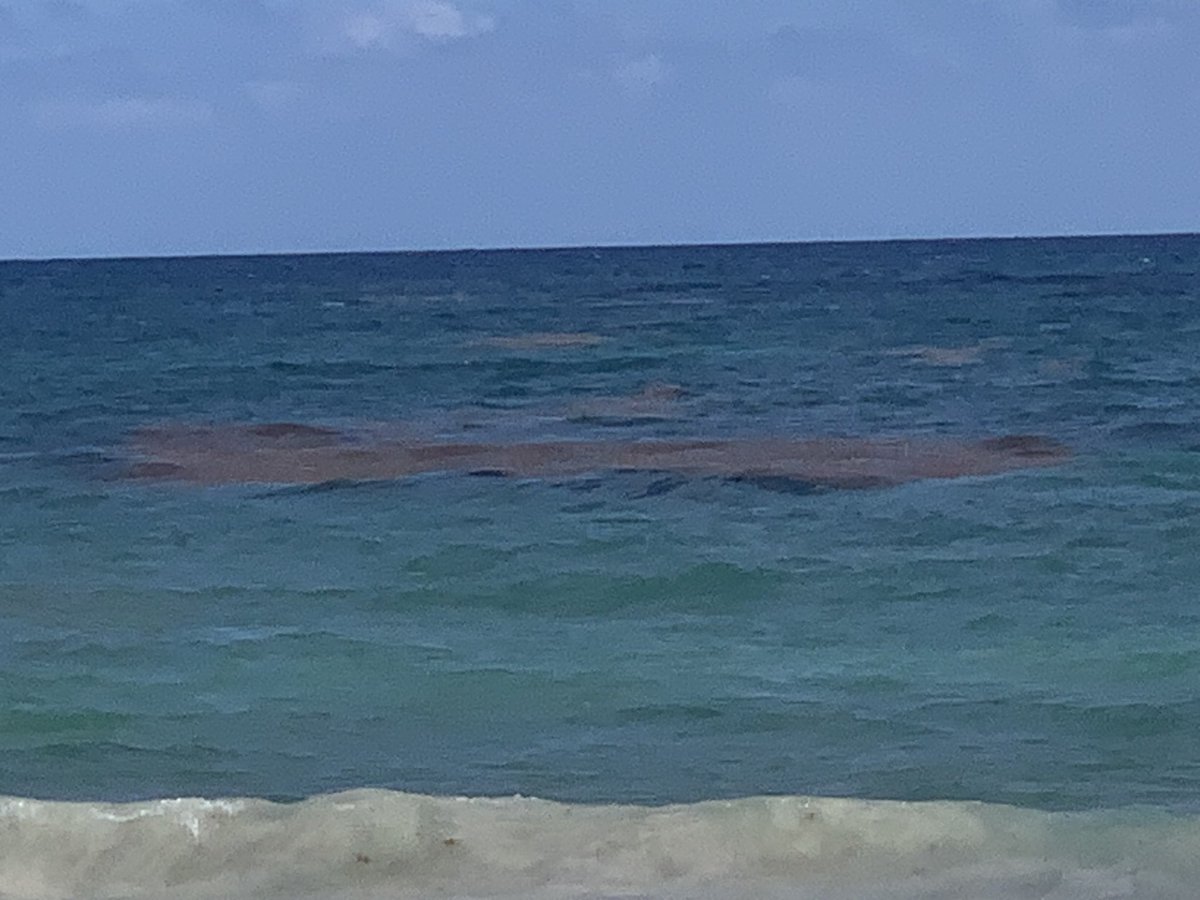 Aquaritin's tweet photo. Diatoms are standing by…. https://t.co/I4Ii8TEqeB