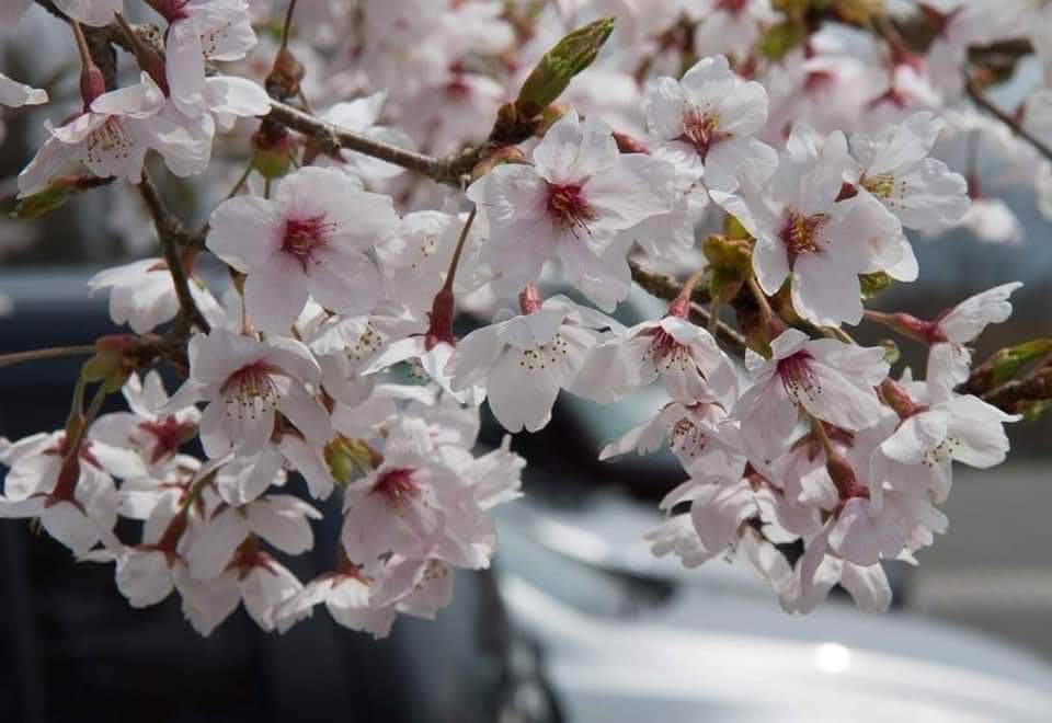 15 tips bagi mereka yang pertama kali melawat Jepun: