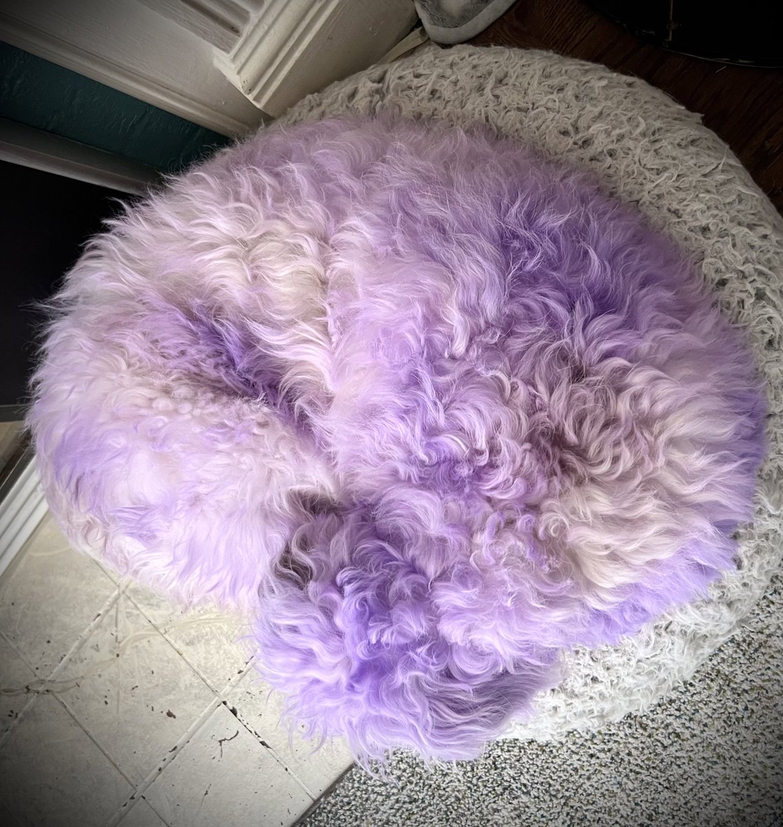 THE HERD HOUSE tweet media