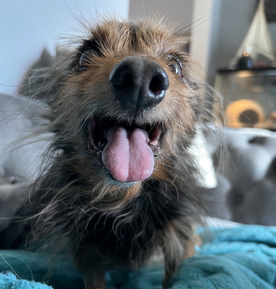 THE HERD HOUSE tweet media