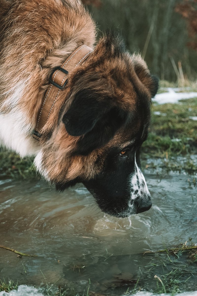 dechnoir's tweet photo. Luna’s favourite watering hole
•
•
•
#photography #photographer #photooftheday #dog #stshepherd #saintshepherd #fujifilm #fujimag #fujifilmxseries #fujifilmglobal #fujifilmphotography https://t.co/EbmQE25x3n