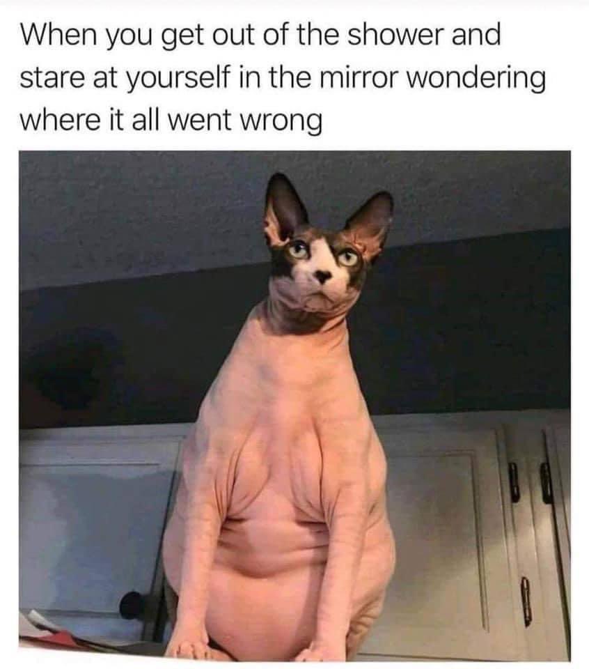 If you were a cat