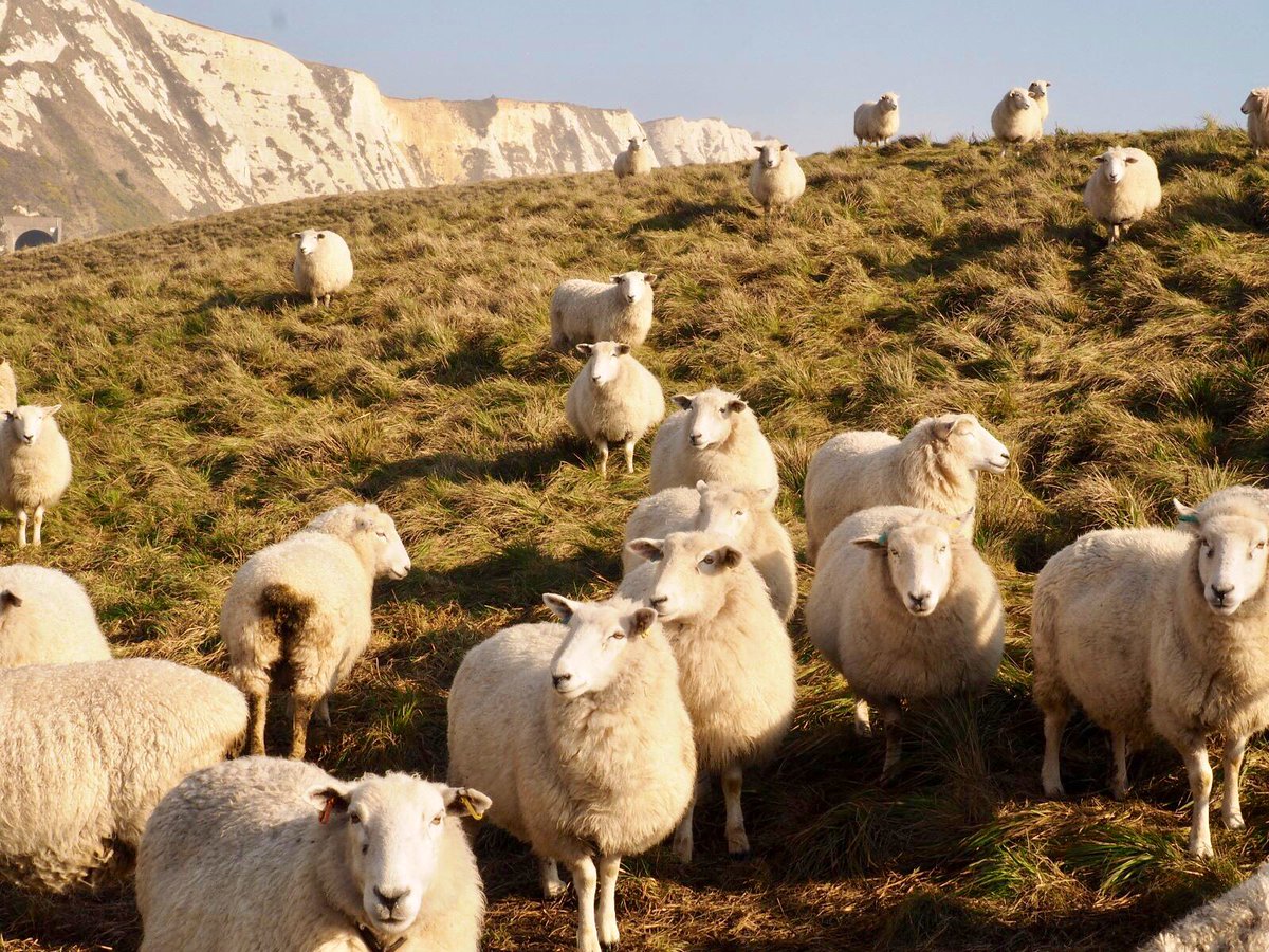 Samphire Hoe sheep waiting for lunch @SamphireHoe1997 #naturelover