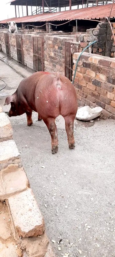 SymonPetros's tweet photo. Animals share with us the privilage  of having a soul https://t.co/J951hhQY2d