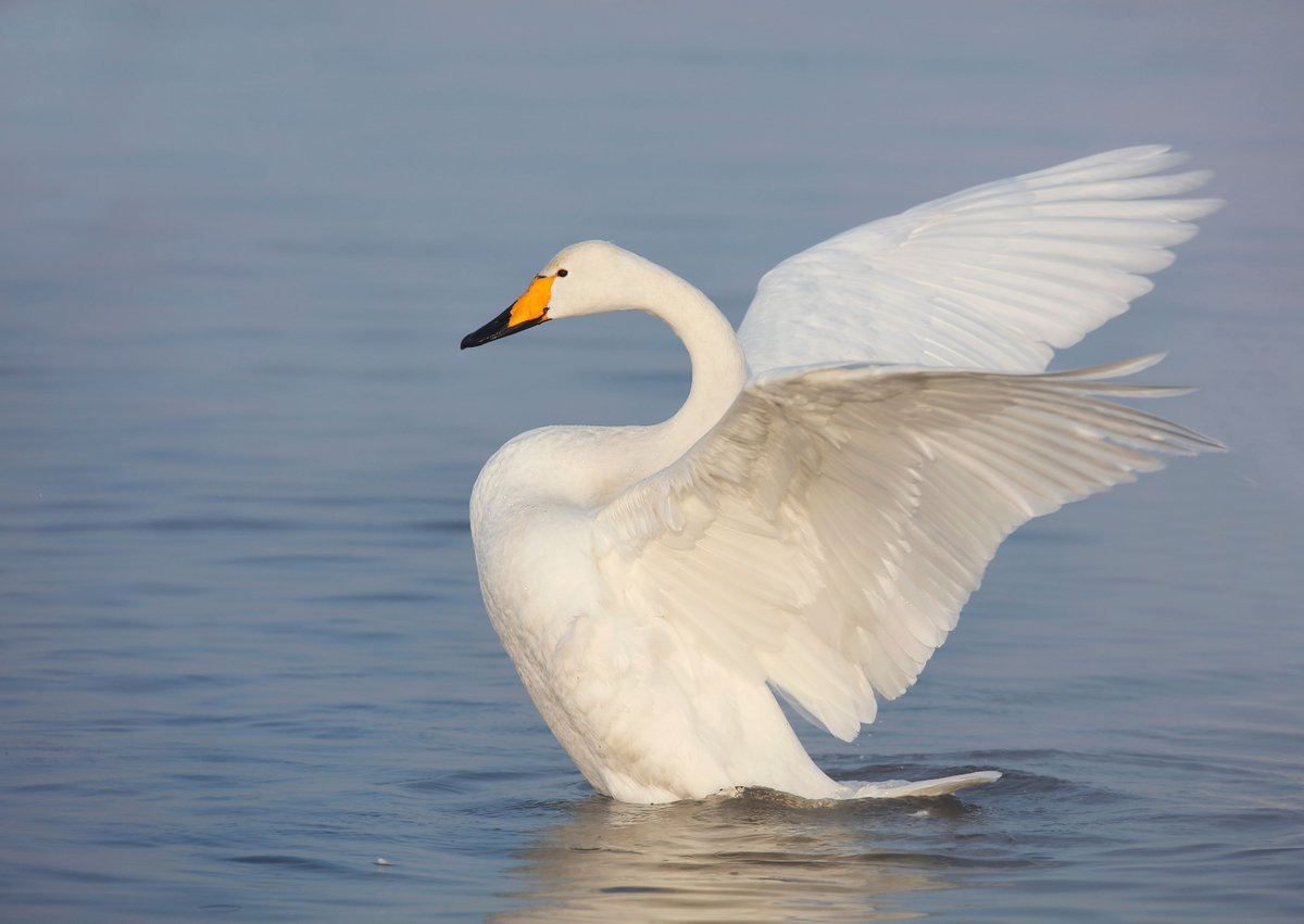 WMBD's tweet photo. 📢Great news #ForNature 🌍as 27 #EU countries + Iceland, Norway, and Lichtenstein ban #leadshot in #wetlands! 

Learn more about this important conservation milestone potentially benefiting millions of migratory #waterbirds via @unep_aewa here:

👉https://t.co/O1cb2GgKpb https://t.co/N6TY5f5v6A