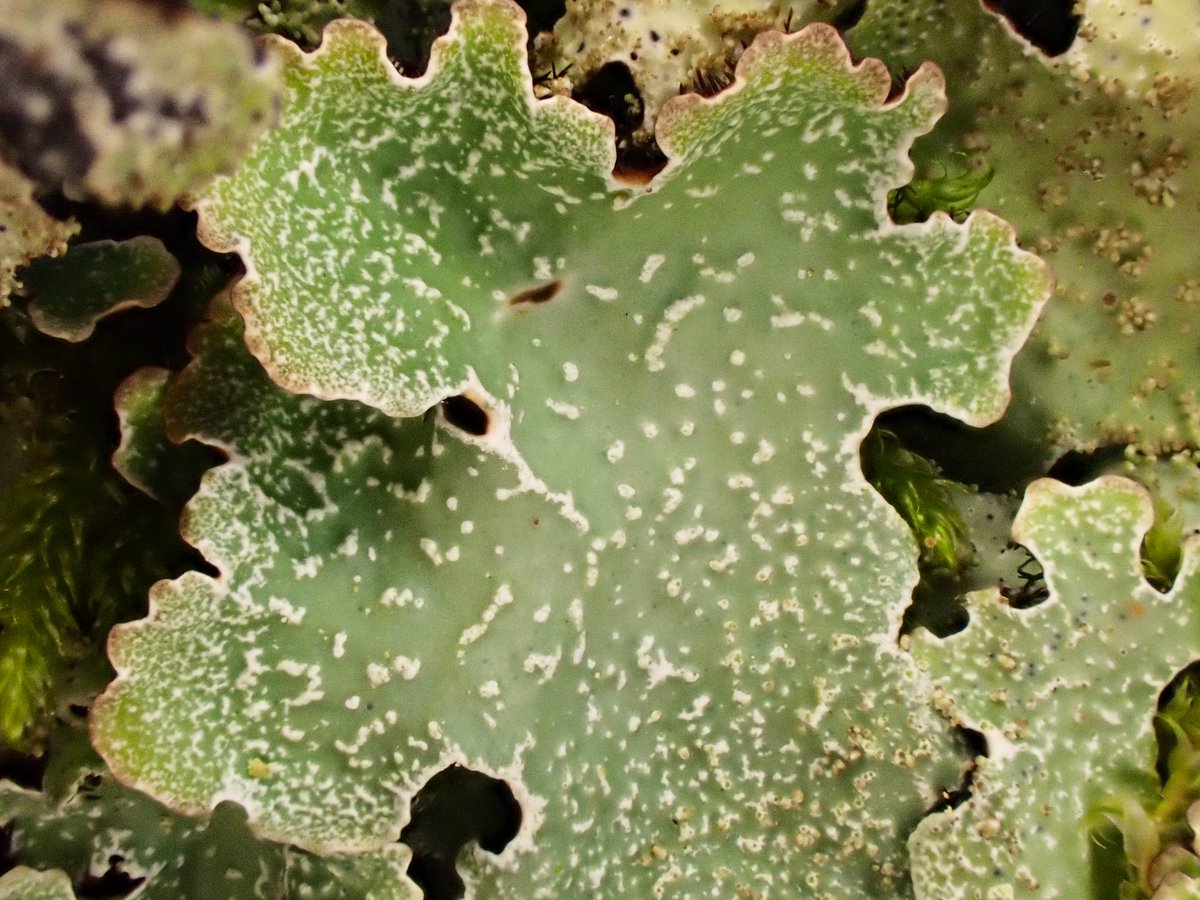 Two of our commonest shield #lichens conveniently growing side by side for comparison. Both characterised by white cracking (pseudocyphellae) on the upper surface, with Parmelia sulcata (top left) with powdery #soredia and P. saxatilis (top right) with finger-like #isidia.