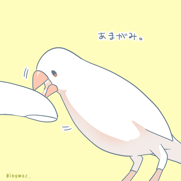 あまがみ#Buncho #文鳥 