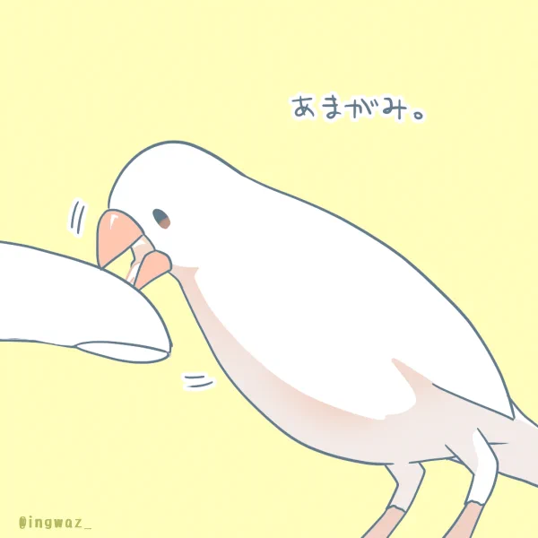 あまがみ#Buncho #文鳥 