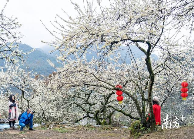 iGuangdong's tweet photo. #Spring is coming to #Guangdong. 
🌺🌷🌼🌸Flowers such as cherry blossoms and rape flowers are in full bloom, while a variety of cultural activities like temple fairs are being held.  🤪🤩
Plan a visit to record beautiful moments📸 across the province! #VisitGD #GDimpression https://t.co/iUtQ7vtBq1