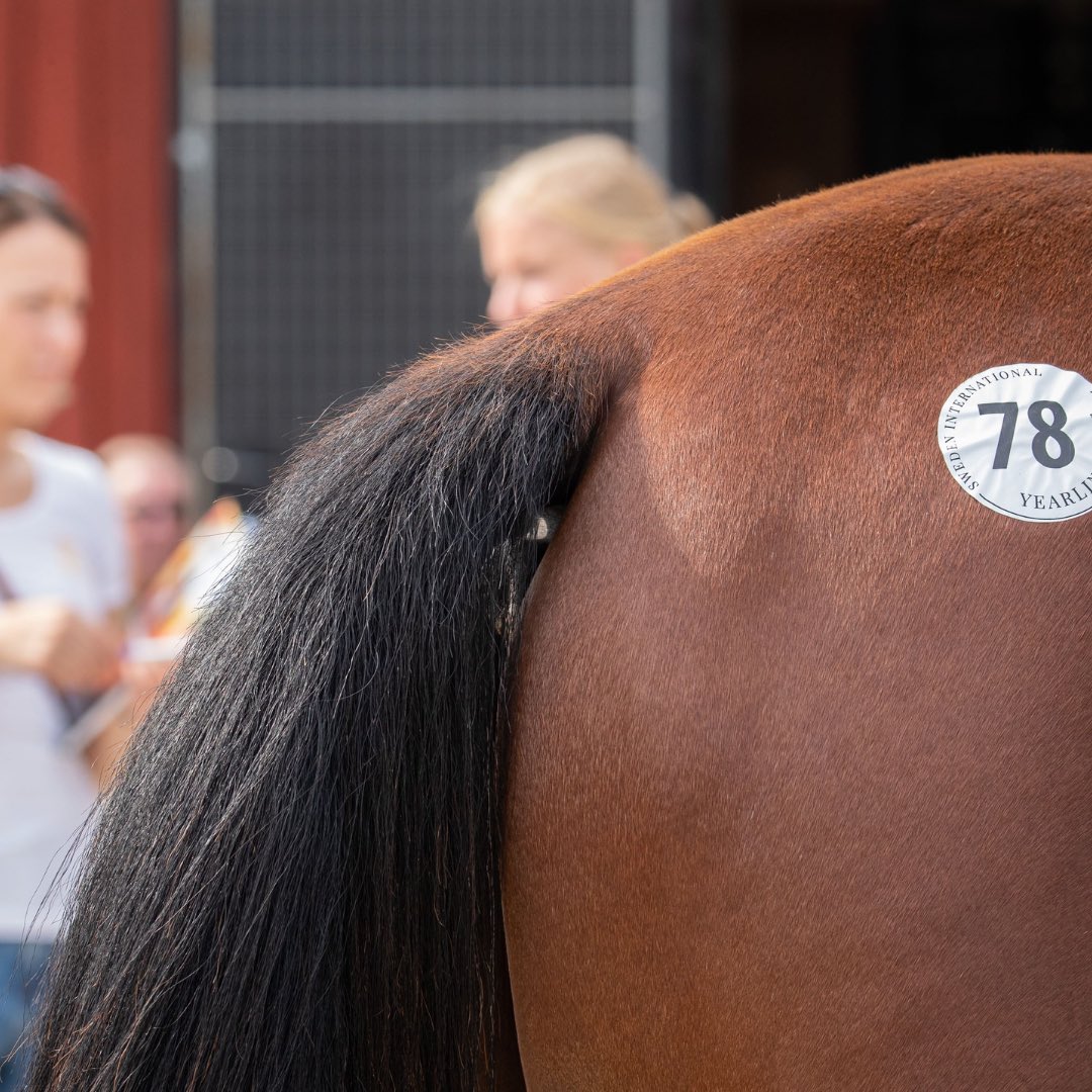 Den traditionsrika unghästauktionen under Kriteriehelgen får en modern uppgradering när Sweden International Yearling Sale tar över som arrangör. I oktober hålls premiären för Solvalla Criterium Sale.

Läs mer på solvalla.se/nyheter