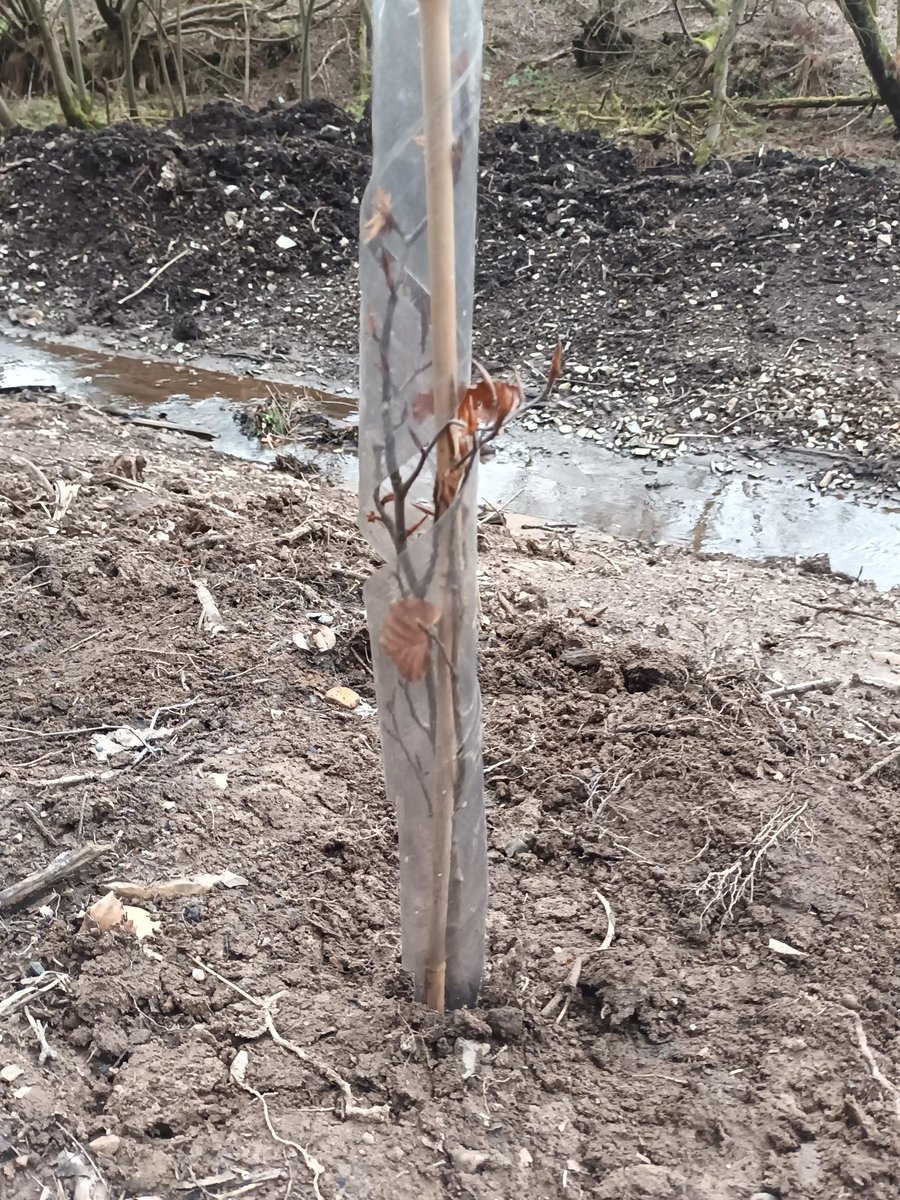 JMA_at_Strath's tweet photo. Reaching our century: the 100th #native tree planted this year by the @JohnMuirTrust John Muir Award Group along the newly dug woodland footpath @StrathallanSchl and we even had chance to take in the snowdrops &amp; celandines! @ScotlandTBP @RewildScotland @nature_scot @ScotWildlife https://t.co/Aev3DCrZwp