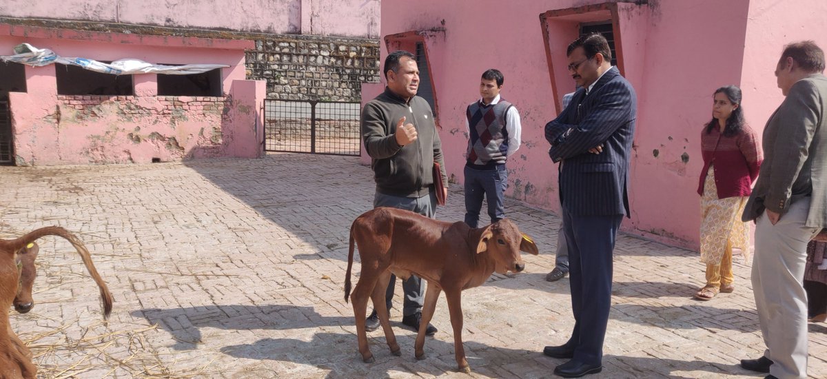 AjayAswal08's tweet photo. Additional Chief Secretary Government of Uttarakhand and Chairman Uttarakhand Livestock Development Board has visited Animal Breeding Farm Kalsi. Appreciated the work done at  centre of excellence on Embryo trasfer technology , Breeding farm, Fodder and Farmers training centre. https://t.co/C2Yju7DVkm
