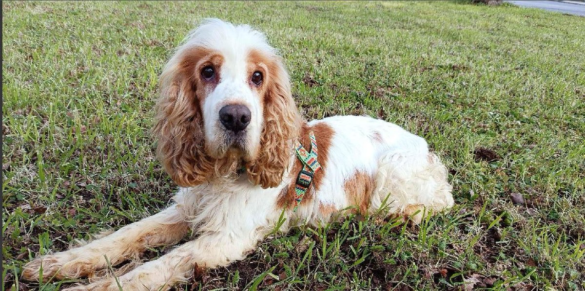 SosAbuelos1's tweet photo. #LUGO
Ni derecho tiene usted peazo (hijo de put•), a respirar.

Abandonó a este pequeñín de 12 añines bañado literalmente en orines y excrementos de años atrás!!!.

Tan bueno!!.

Se busca una familia que le quiera dar amor y le cuide como debe.

690176408 https://t.co/ip3aVKcR7m