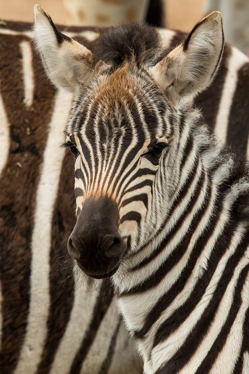Camouflage: hoe gaan de diersoorten van de Safari op in de omgeving? Nieuwsgierig? Lees dan snel verder:
burgerszoo.nl/nieuws/2023/02…