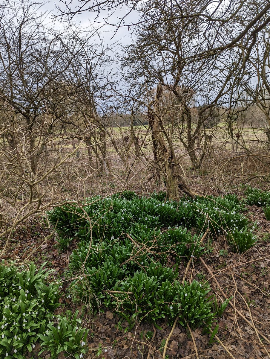 WhampsteadPC's tweet photo. It's a bit of a damp morning but #spring is in the air, snowdrops are blooming and willows coppiced, by our open spaces volunteers, ready to regrow. #Meads #Wheathampstead https://t.co/32ZUjxjkIk