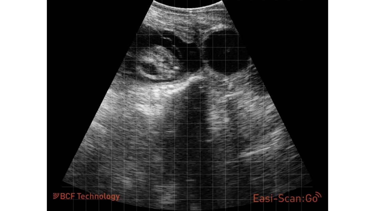 IMVimaging's tweet photo. Ready for some Thursday Trivia? ๐
Can you guess the age of this fetus?
Answer will be posted tomorrow in the comments, so don't miss the chance to test your knowledge.
#veterinarymedicine #vetmed #vetmedlife #easiscangocurve #imvimaging #imviacademy https://t.co/GRup3t261F