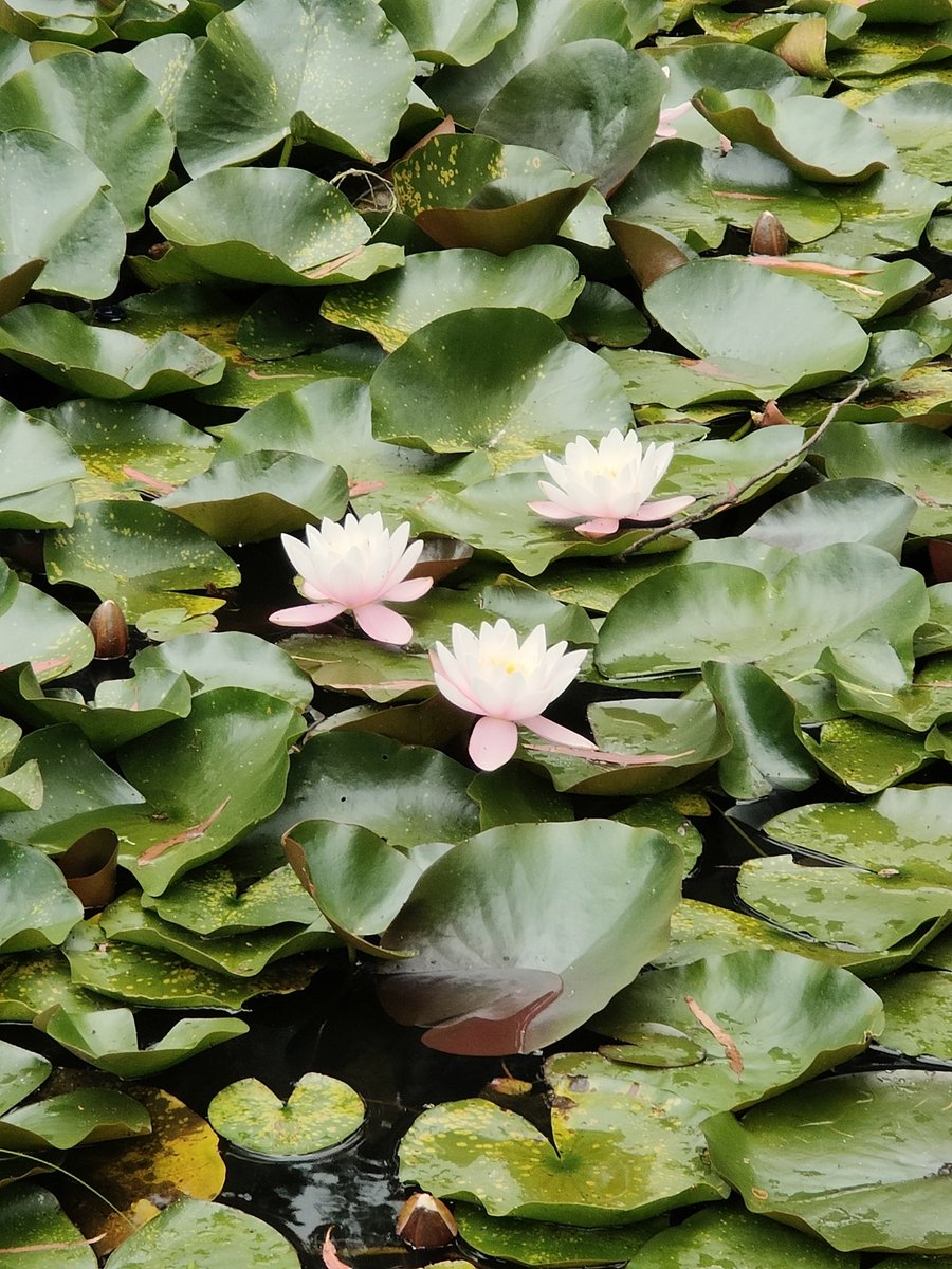 Some water lillies shot on Oppo Find X5 pro 2x zoom #OppoFindX5Pro 
#ShotOnSnapdragon 
#snapdown